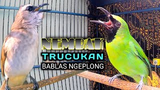 🔴 RASA TRUCUK !! CUCAK IJO GACOR NEMBAK TRUCUK BABLAS NGEPLONG KENCENG