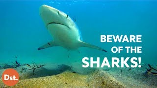 Beware These Worst Beaches for Shark Attacks!