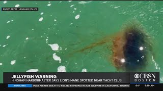 Hingham Harbormaster Warns About Jellyfish Seen Near Yacht Club