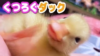 【コールダック】くつろぐ！ねぎま王子〜刷り込み〜