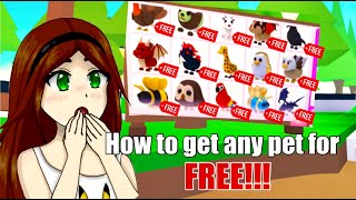 Adopt Me Pet Owl