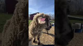 Benny just keeps stealing hearts #shorts #animalshorts #trending #onehappyassfarm #farmlife #sheep