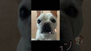 【盲目シニア犬ふうこ日記】聞き分けが良すぎる犬🐶言葉が分かってる？#フレブル#目が見えない#お留守番#後ろ髪引かれるね#言葉が分かる犬