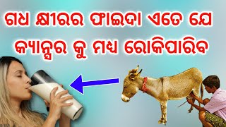 ଗଧ କ୍ଷୀର ଖାଇବାର ଆଶ୍ଚର୍ଯ୍ୟଜନକ ଔଷଧୀୟ ଫାଇଦା, ବୈଜ୍ଞାନିକ କଲେ ଚାଞ୍ଚଲ୍ୟକର ଖୁଲାସା, Donkey Milk Benefits