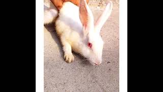 Red Eyes Rabbit #rabbits #Animals #Pet #Beauty #Bunnys #bunnies #Editing #Lovely #Babys #Grey #tiny