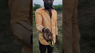 ಹಸಿರು ಹಾವಿನ ಮರಿ..🐍 | green small snake| #snake #snakerescue #anilsnakerescueteam