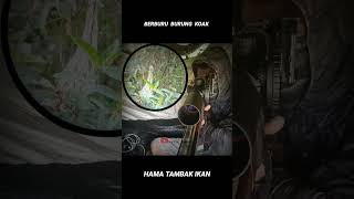 Berburu burung Koak hama tambak ikan dengan uklik #shorts #uklik #hunting #snipers #penembakjitu