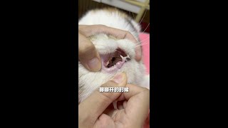 猫咪吃少了，别以为就是厌食挑食 很可能是牙痛你不知道#猫咪牙痛 #猫咪牙结石 #猫咪牙齿 #猫咪牙龈炎 #齿一生