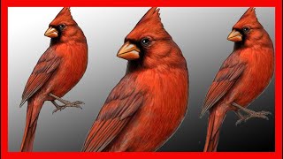 Northern Cardinal Bird Song, Sound, Call, Chirp, Vocalization, Melody - Cardinalis Cardinalis