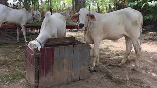 ការចិញ្ចឹមគោលក្ខណះគ្រួសារ