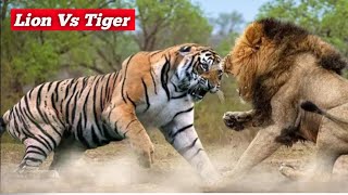 Lion Vs Tiger  क्या ये 2 जंगल के राजा साथ रह सकते हैं Can These Two Jungle Kings Live Together #lion