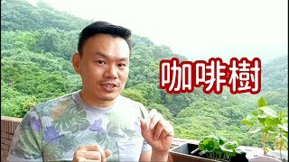 在家種【咖啡】真有趣：迷你小盆栽 vs 雄偉大樹