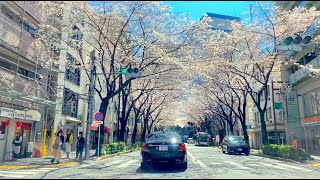 桜並木【哲学堂〜中野駅〜笹塚〜大山】東京ドライブ TOKYO Drive 4K