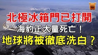 地球將被徹底“洗白”？北極冰箱門已打開，海豹正大量死亡！