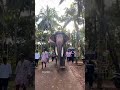 സാധു❤️‍🔥 elephantattack viral shorts