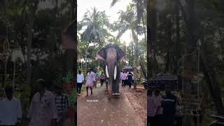 സാധു❤️‍🔥#elephantattack #viral #shorts