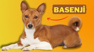 Quel genre de race de chien est le Basenji ?!