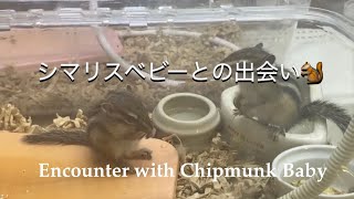 シマリス(chipmunk)6年8ヶ月ぶりのシマリスとの暮らし🐿シマリスベビーをお迎え♪       Welcoming Chipmunk Baby