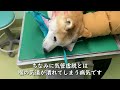 老犬介護：コタロウ健康診断へ、血液検査、全く異常なし！