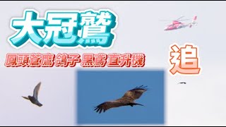 大冠鷲_追大冠鷲_跑出鳳頭蒼鷹_鴿子_黑鳶_直升機_窗外鳥世界_2022-12-20