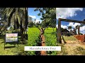 Explore Maramba Tea Farm, a thriving plantation that exports globally & produces 700L of milk daily