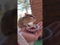 chipmunk asmr eating from my hand wildlifephotography love animals cute funnyvideo pet animal