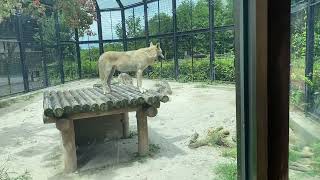 タイリクオオカミ（シンリンオオカミ）@平川動物公園