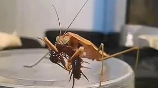 【閲覧注意】カマキリがムカデを捕食　mantis eat centipede