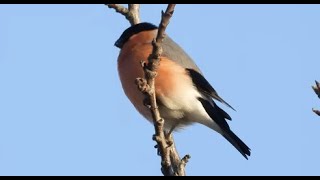 Eurasian Bullfinch♂