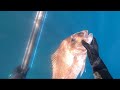 Wettie TV - How to use a Reel gun Spearing Snapper