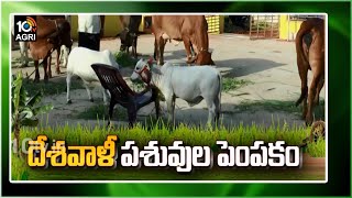 దేశవాళీ పశువుల పెంపకం | Local Breed of Cattle Farming | Matti Manishi | 10TV News