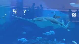 मंडळी आज जरा आराम आहे #dubaiaquarium चा विडियो #enjoy करा