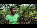 restoration and community co management of mangroves grenada