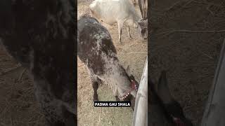 PADMA GAU SHALA #gaushala #farming #gaumata #cow #gausala #indiancow #animals #gaushalla