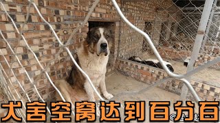 犬舍整改以后，赵老板犬舍坏事不断，空窝率达到百分百到底咋回事