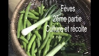 Fèves 2ème partie culture et récolte LC VIDEO