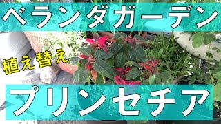 【ベランダガーデン】プリンセチアの植え替え