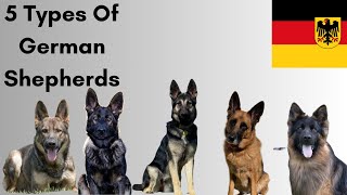 5 Types Of German Shepherds. Explained Perfectly
