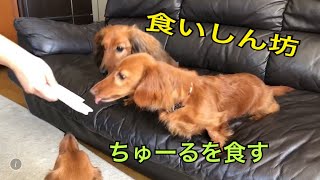 【dog】ちゅーるを食す 手を汚さずちゅ〜るを食べさせるグッズを発見！ ミニチュアダックスフンド親子　かわいい犬おもしろ動画