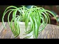 simple solution for beautiful plants just dissolve this in water