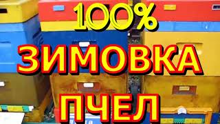 100% ЗИМОВКА МОИХ ПЧЕЛ.