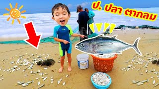 สกายเลอร์ | ป. ปลาตากลม 🦀🐟🐠 ดูชาวประมงหาปลา จับปู สัตว์ทะเลเพี้ยบเลย