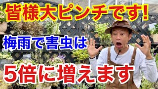 【今年はヤバイ】たくさんの害虫から植物を守る方法教えます　　　　　【カーメン君】【園芸】【アース製薬】【植物つよし】