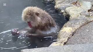 日本雪猴泡湯超可愛😍 Monkeys bathe in hot springs.志賀高原地獄谷野猿公苑 Jigokudani Yaen-koe