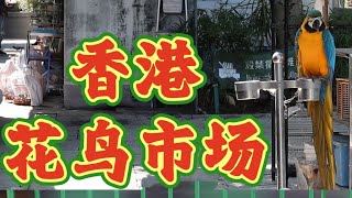 原来香港的花鸟市场都卖这些……！