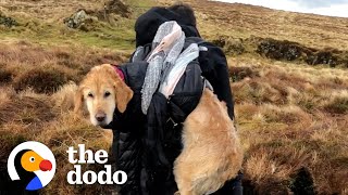 Lost, Freezing Dog Gets Carried 6 Miles Down A Mountain | The Dodo