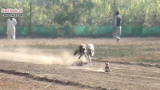 #Dog Track race Round 4 National club salum 13 Jan 2025