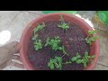 சங்கு பூ செடி வளர்ப்பு how to grow butterfly pea plant seeds in tamil clitoria ternatea plant