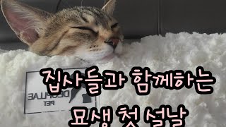 묘생 처음 맞은명절  #2022설날  #고양이  #집사의명절