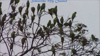 पोपट -Indian Parrot Families Houses In Trees(parrot colony)  (भारतीय  पोपटांची वसाहत)